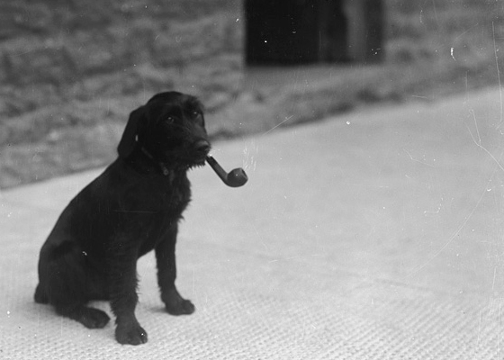 Dog smoking a pipe