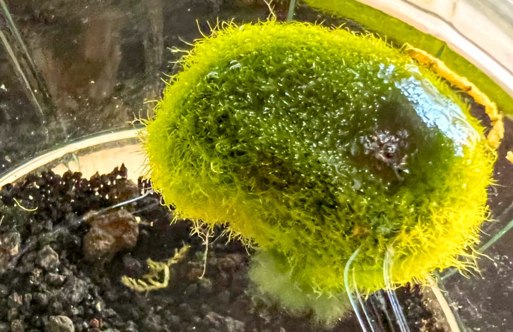 Jar with a moss ball.