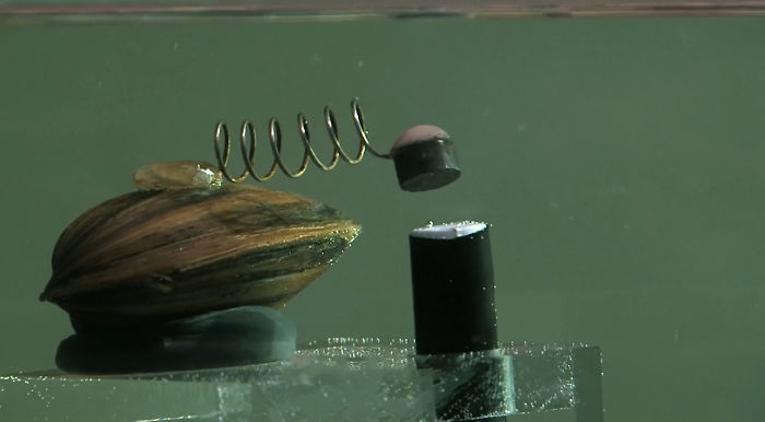 Bio-monitoring clams wired-up for alerting. From the film Fat Kathy.