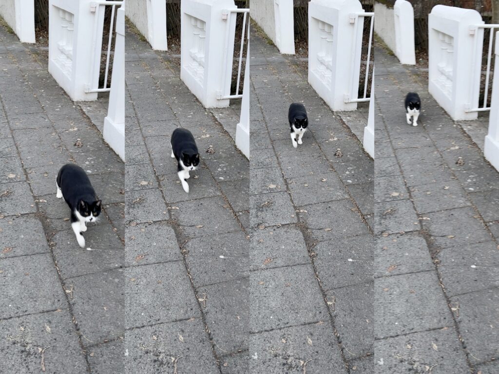 Cat walking tword the camera using digital Super Sample Test App