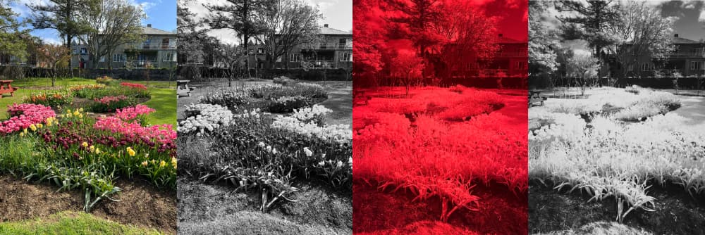 Four of the same flower garden in various visible spectrums