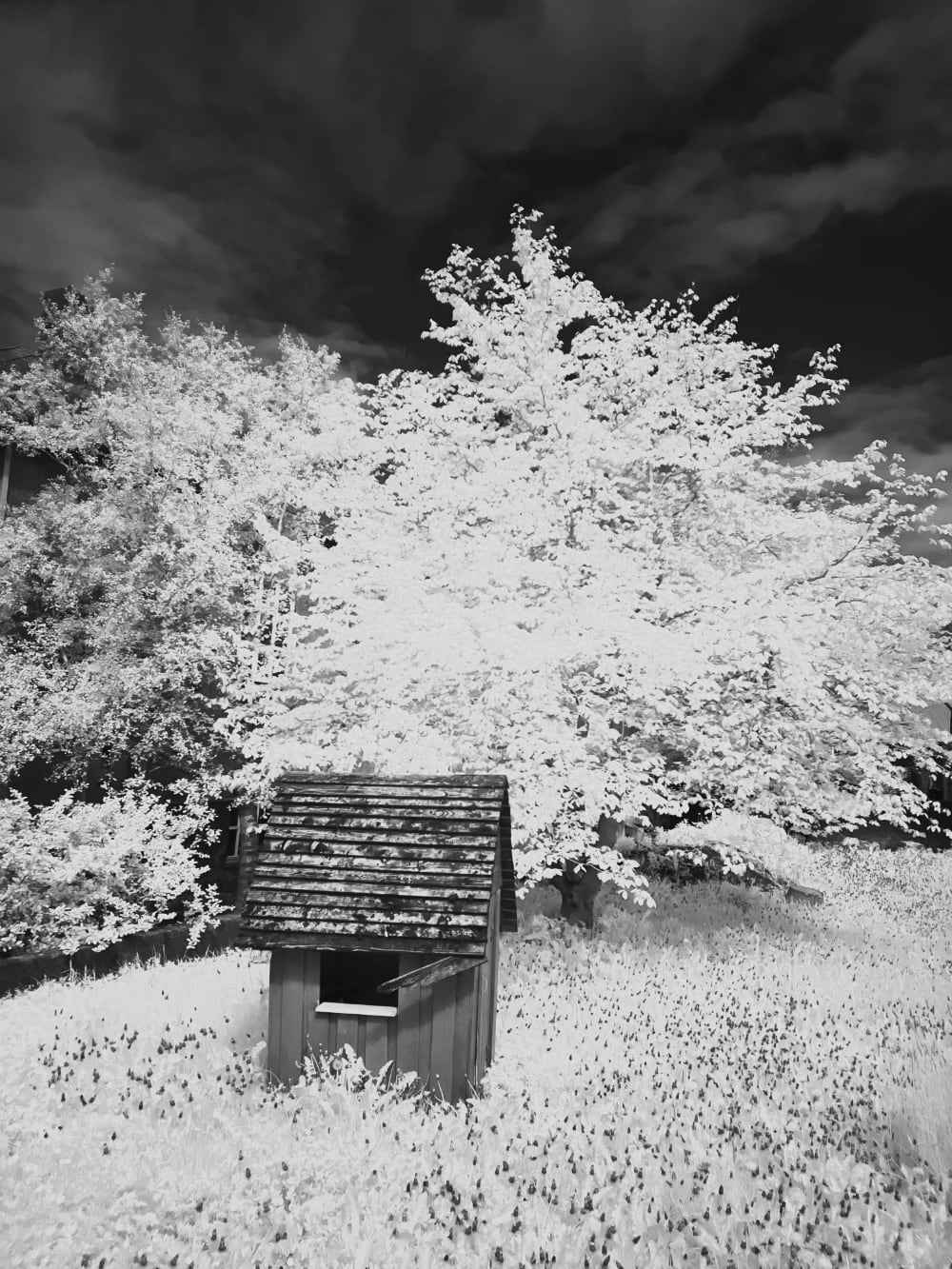 Black and White Infrared photo of a back garden. All the organic material is white.