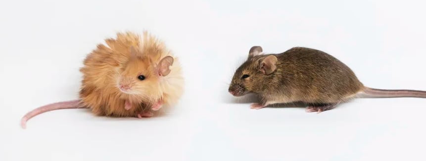 Wooly Mammoth Mice