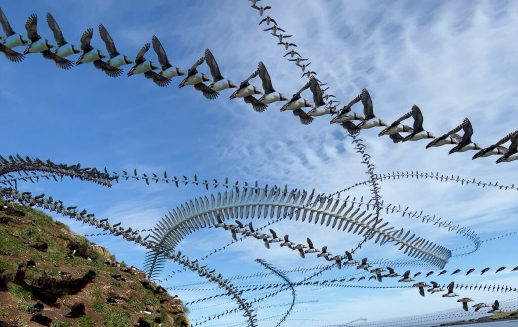 Puffin motion trails