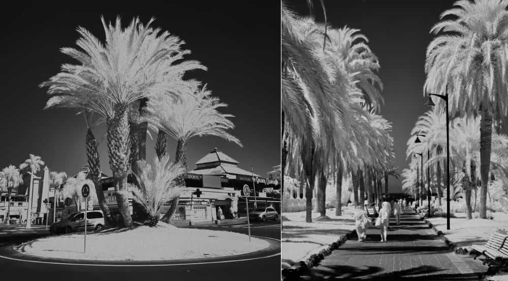 Infrared images of palm trees