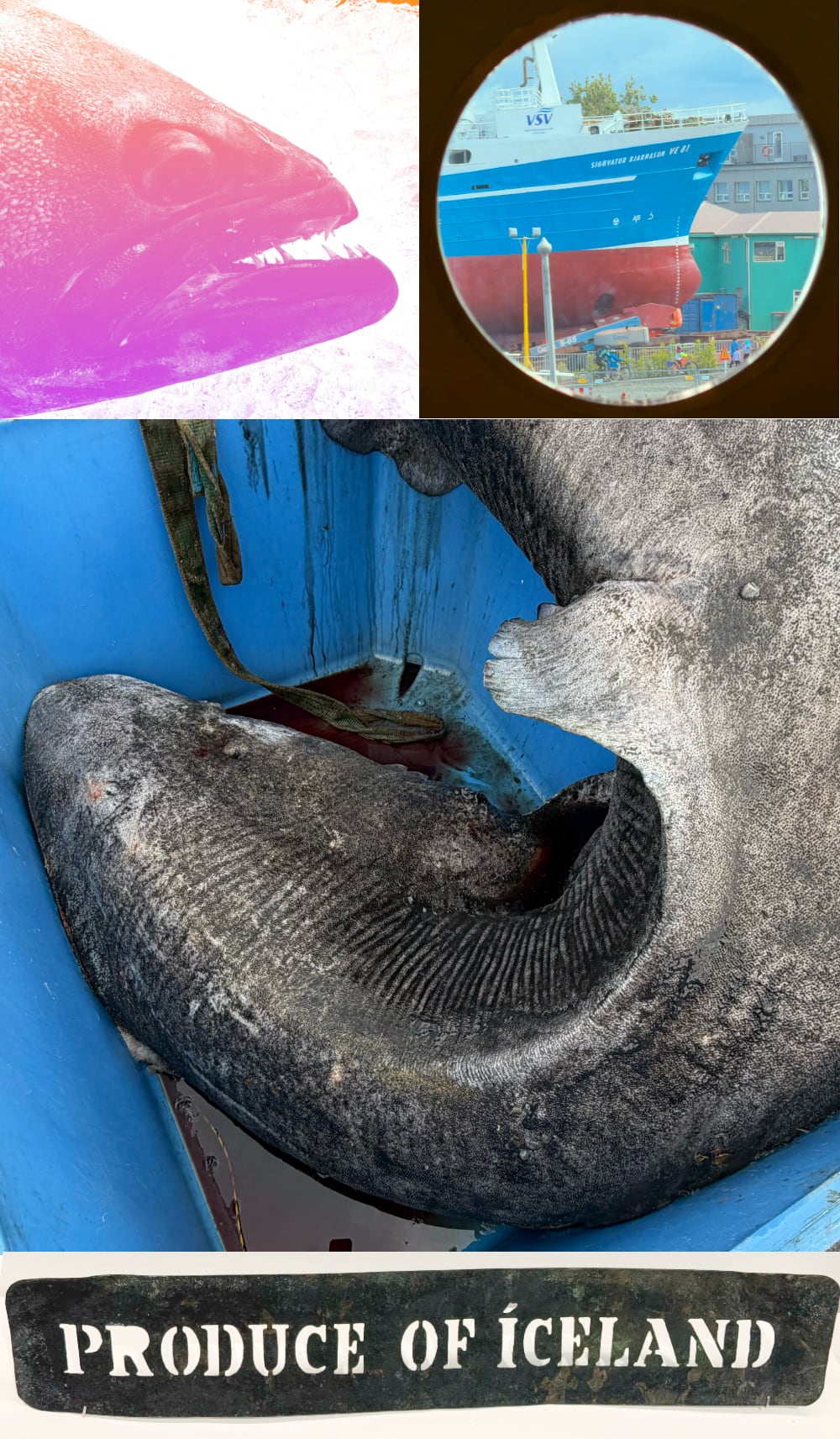 Collage of images from fisherman's day
